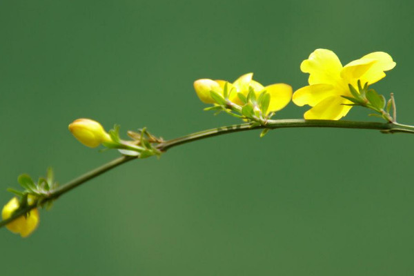 迎春花的叶子是什么样的