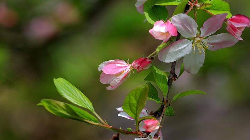 海棠花长什么样子