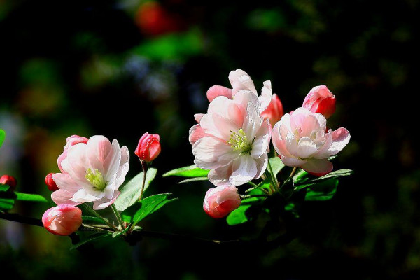 海棠花长什么样子