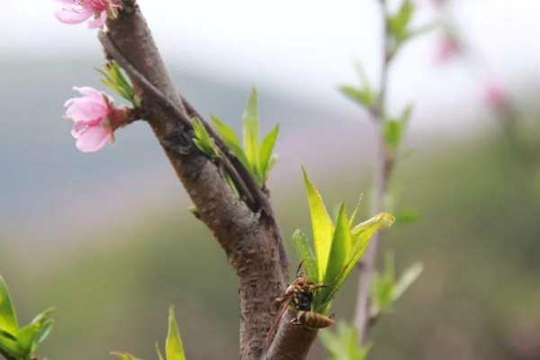 桃花的芽长什么样子