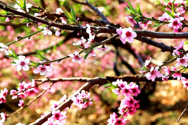 桃花的叶子长什么样子