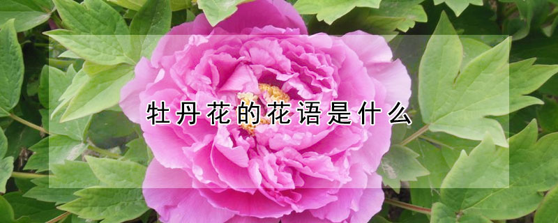 牡丹花的花语是什么