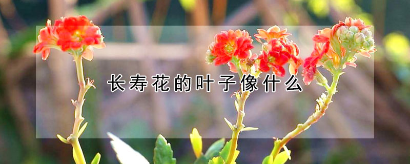 长寿花的叶子像什么