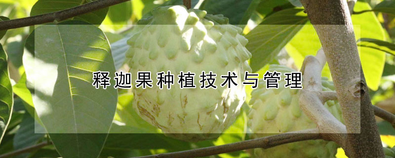 释迦果种植技术与管理