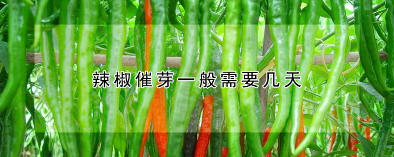 辣椒催芽一般需要几天