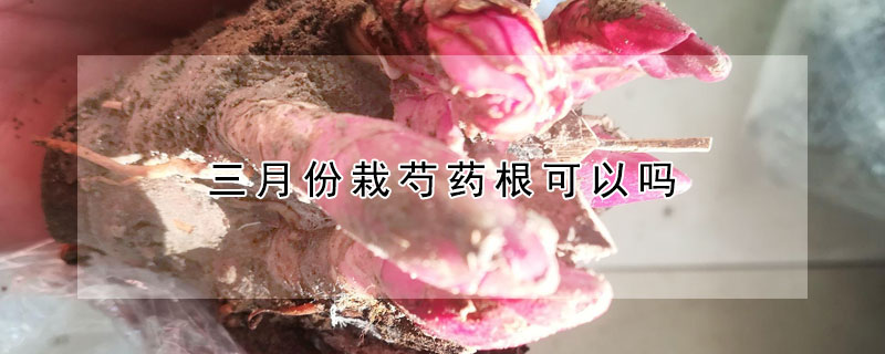 三月份栽芍药根可以吗