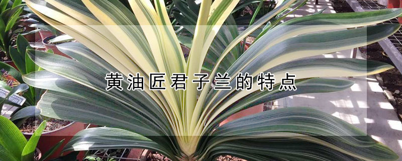 黄油匠君子兰的特点