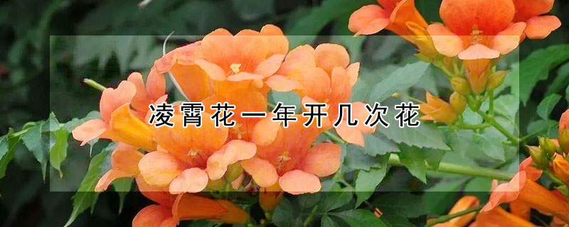 凌霄花一年开几次花