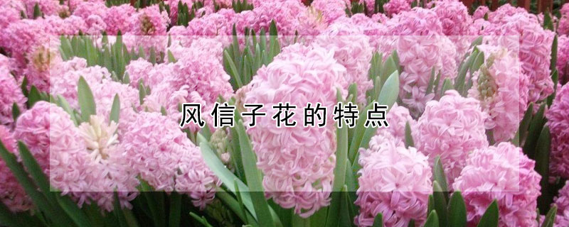 风信子花的特点