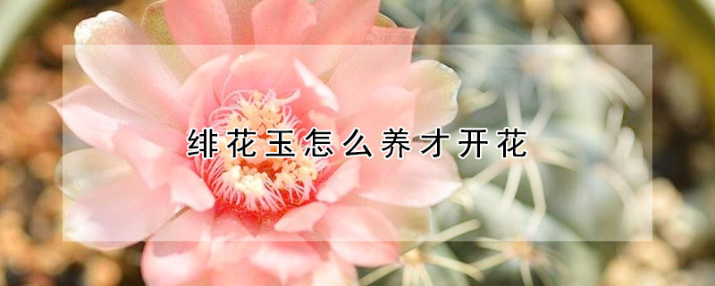 绯花玉怎么养才开花