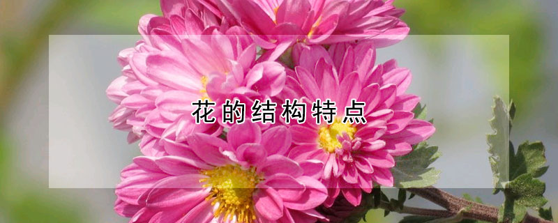 花的结构特点