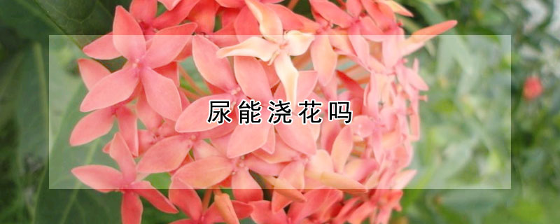 尿能浇花吗