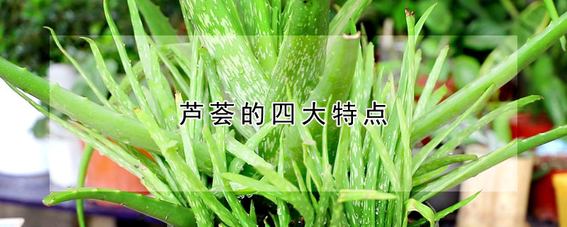 芦荟的四大特点