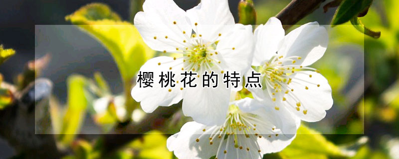 樱桃花的特点