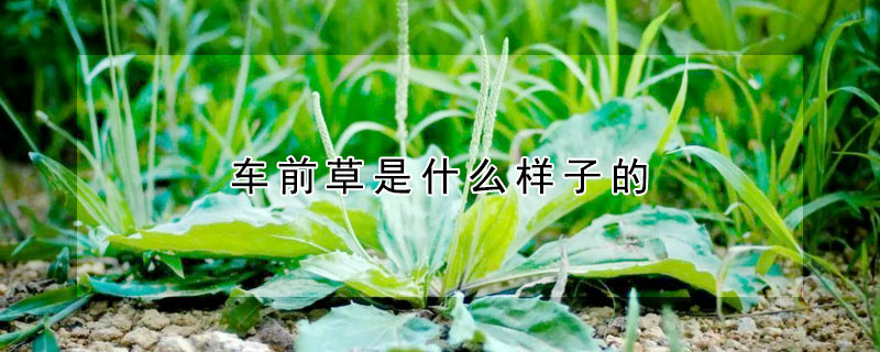 车前草是什么样子的