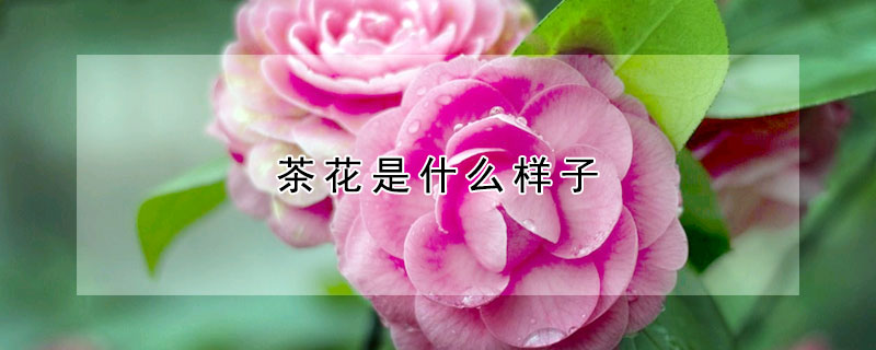 茶花是什么样子