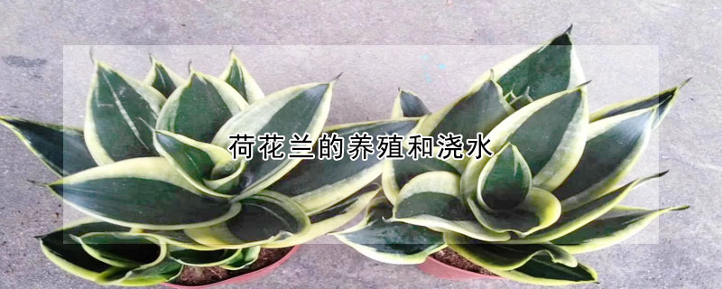 荷花兰的养殖和浇水