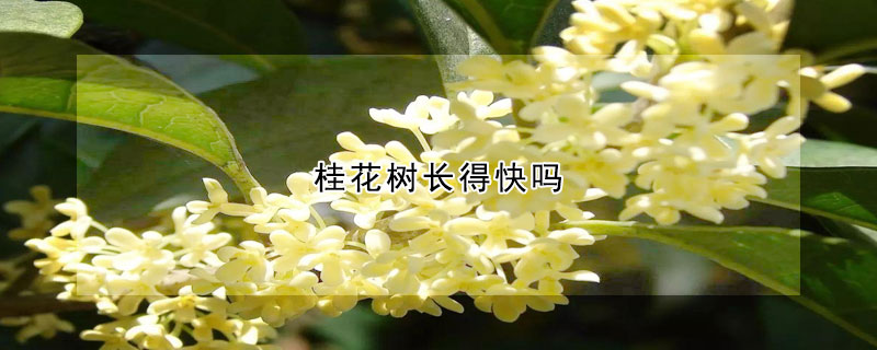 桂花树长得快吗