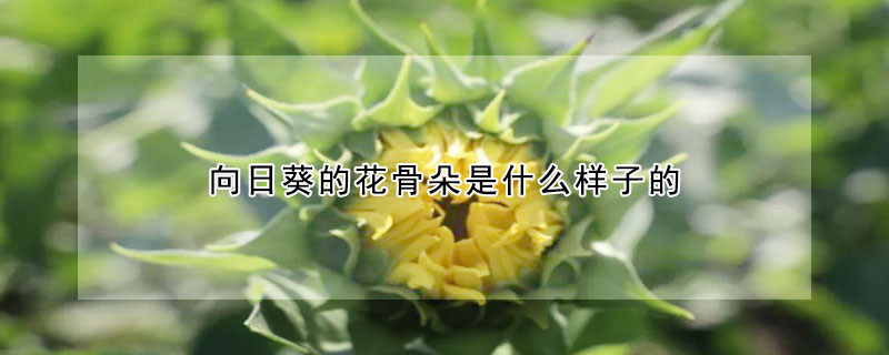 向日葵的花骨朵是什么样子的