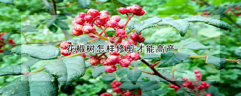 花椒树怎样修剪才能高产