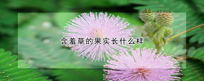 含羞草的果实长什么样