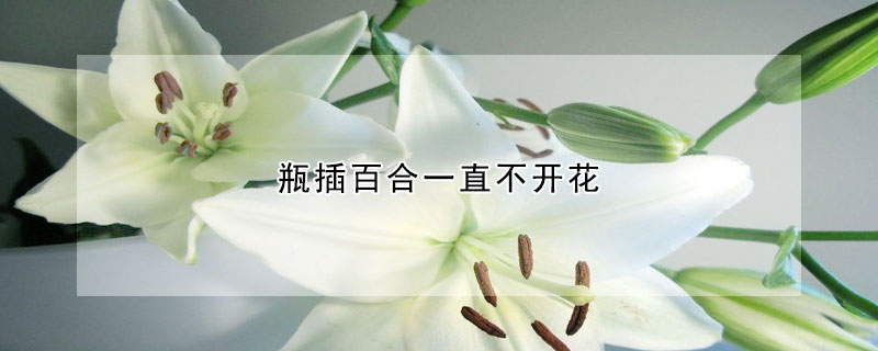 百合花粉有毒吗 发财农业网