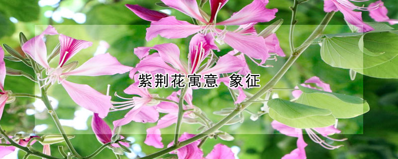 紫荆花寓意 象征