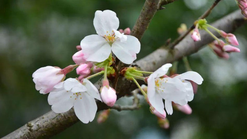 樱花花苞长什么样子