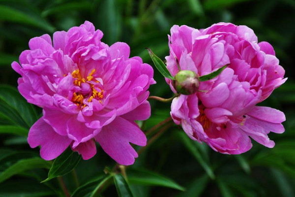 芍药花是什么样子的