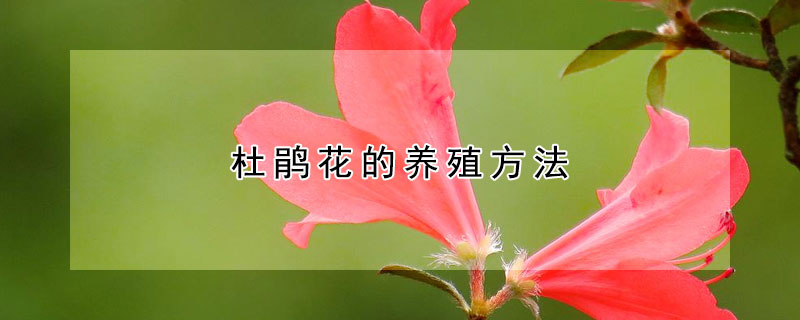 杜鹃花的养殖方法