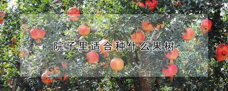 院子里适合种什么果树