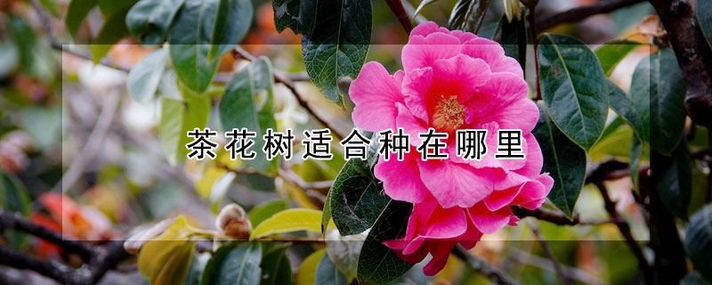 茶花树适合种在哪里