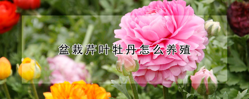 盆栽芹叶牡丹怎么养殖