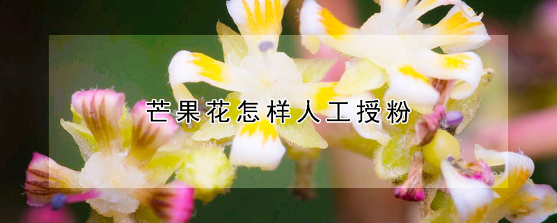 芒果花怎样人工授粉