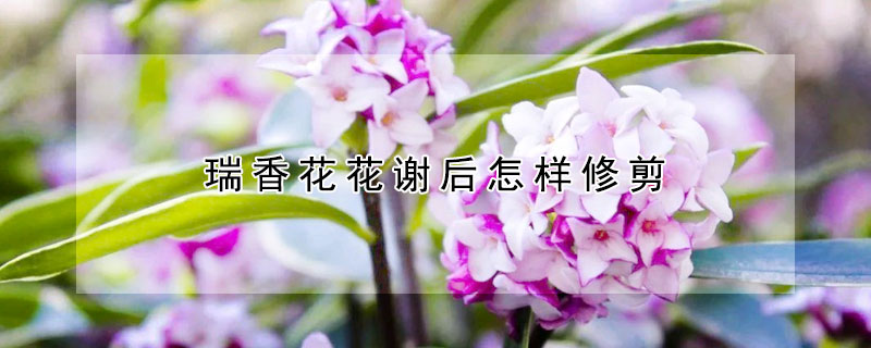 瑞香花花谢后怎样修剪