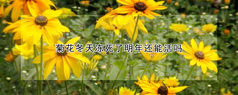 菊花冬天冻死了明年还能活吗