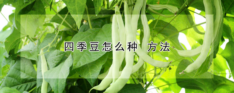 四季豆怎么种 方法