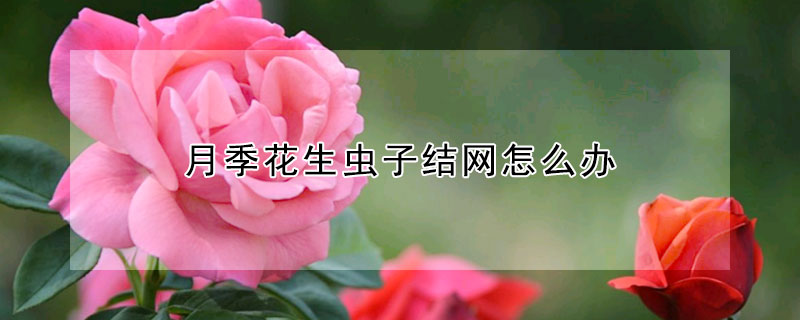 月季花生虫子结网怎么办