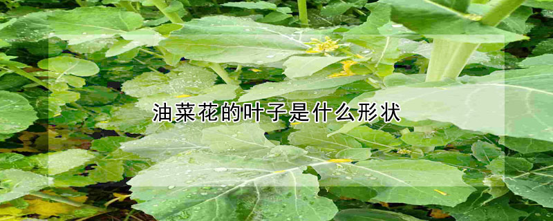 油菜花的叶子是什么形状