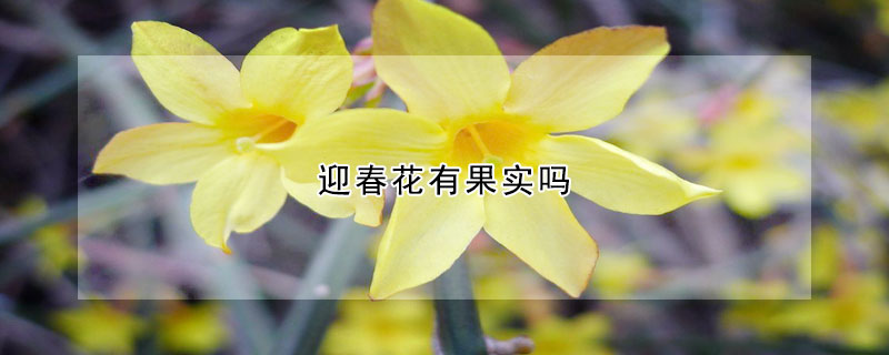 迎春花有果实吗