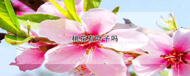 桃花有叶子吗