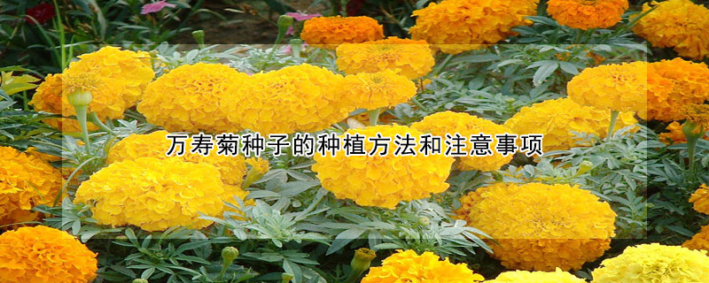 万寿菊种子的种植方法和注意事项