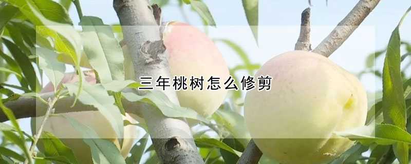 三年桃树怎么修剪