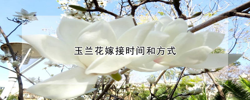 玉兰花嫁接时间和方式