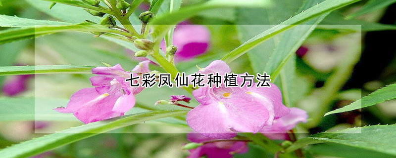 七彩凤仙花种植方法