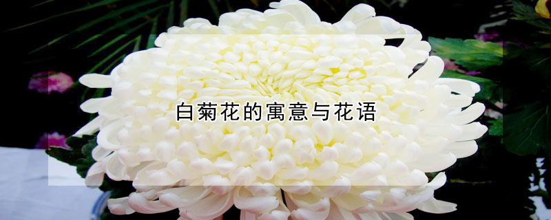 白菊花的寓意与花语