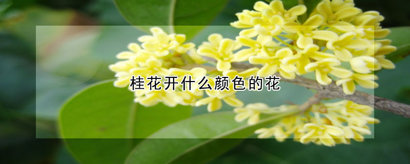 桂花开什么颜色的花