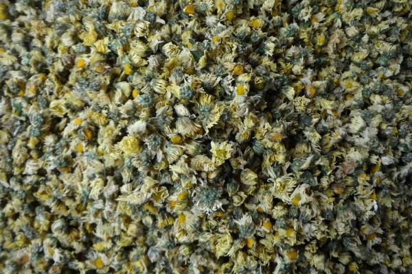 胎菊茶和菊花茶一样吗 胎菊茶和菊花茶有什么区别