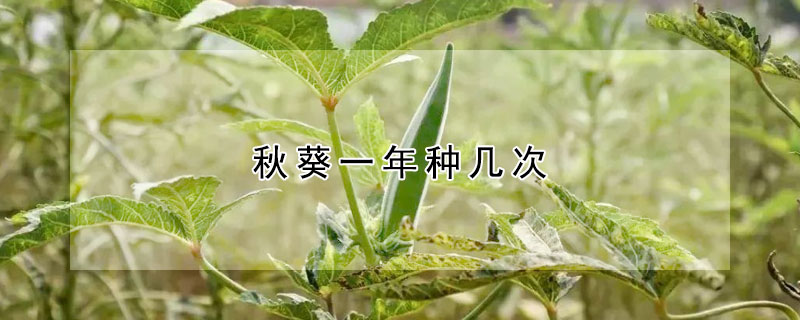 秋葵一年种几次