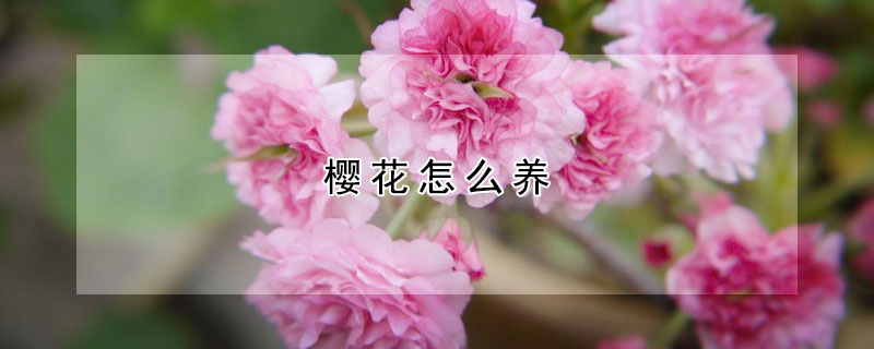 樱花怎么养